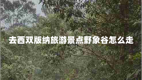 去西雙版納旅游景點(diǎn)野象谷怎么走
