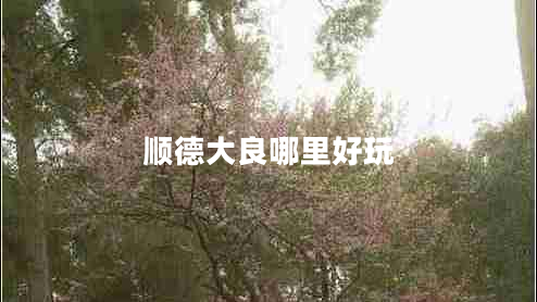 順德大良哪里好玩