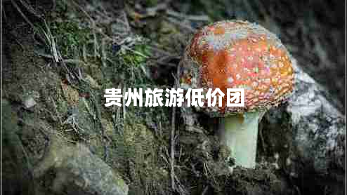 貴州旅游低價團(tuán)