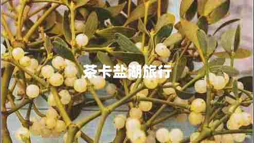 茶卡鹽湖旅行 茶卡鹽湖旅行