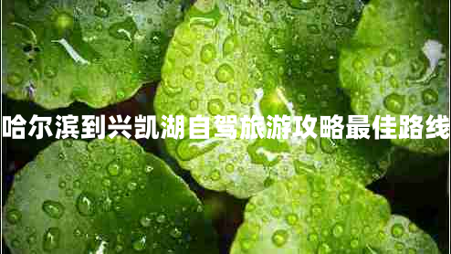 哈爾濱到興凱湖自駕旅游攻略最佳路線 哈爾濱到興凱湖自駕旅游攻略最佳路線