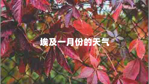 埃及一月份的天氣 埃及一月份的天氣