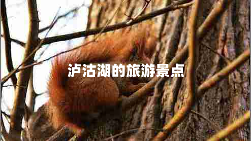 瀘沽湖的旅游景點