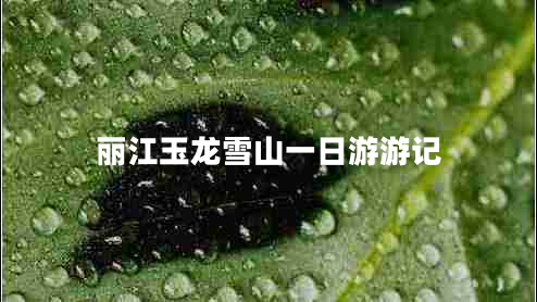 麗江玉龍雪山一日游游記