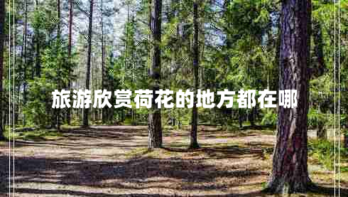 旅游欣賞荷花的地方都在哪