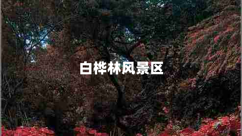 白樺林風景區(qū)