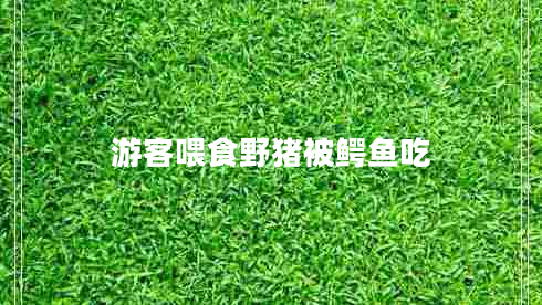 游客喂食野豬被鱷魚吃