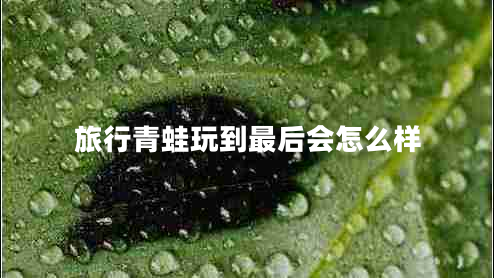 旅行青蛙玩到最后會怎么樣