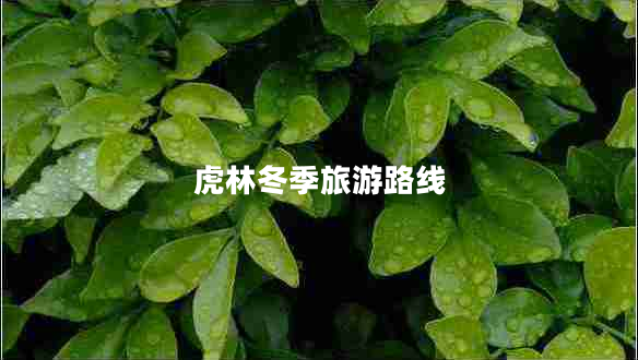 虎林冬季旅游路線