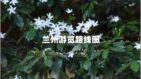 蘭州游覽路線圖 蘭州游覽路線圖