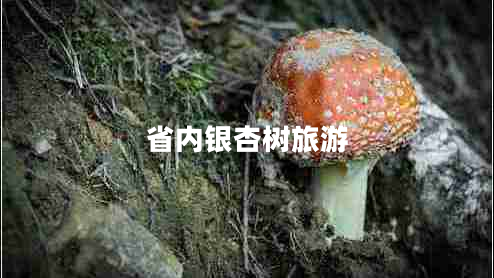 省內(nèi)銀杏樹(shù)旅游