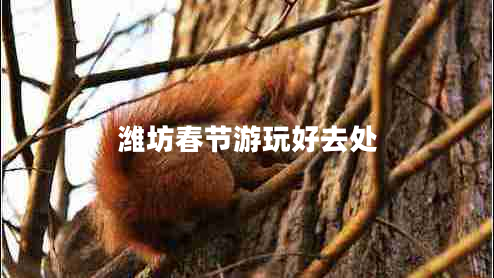 濰坊春節(jié)游玩好去處