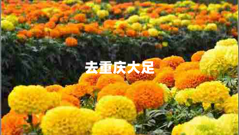 去重慶大足 去重慶大足