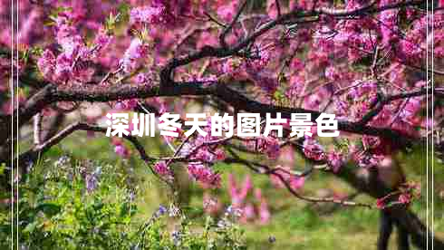 深圳冬天的圖片景色
