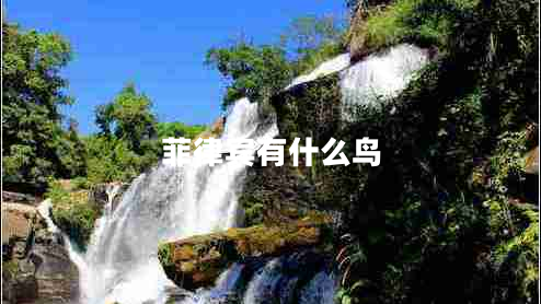 菲律賓有什么鳥