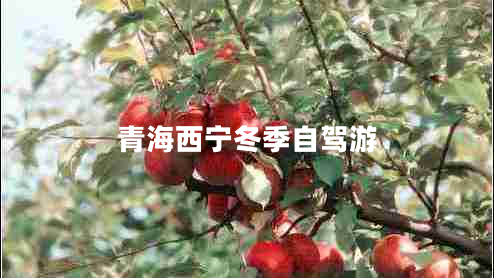青海西寧冬季自駕游