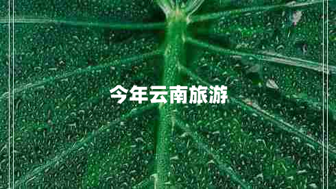 今年云南旅游