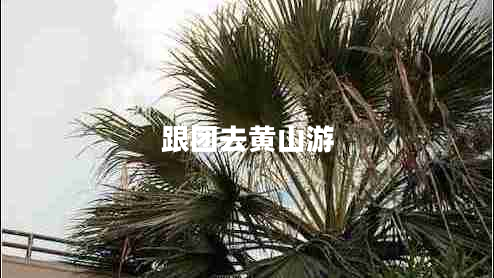 跟團(tuán)去黃山游 跟團(tuán)去黃山游