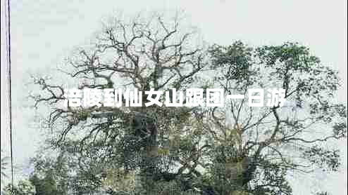 涪陵到仙女山跟團(tuán)一日游