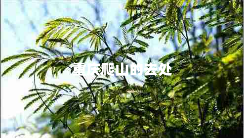 重慶爬山的去處