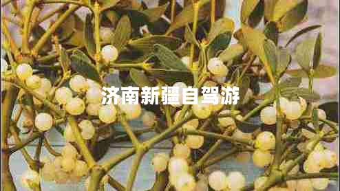 濟(jì)南新疆自駕游