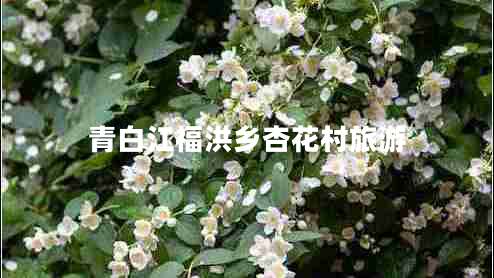 青白江福洪鄉(xiāng)杏花村旅游