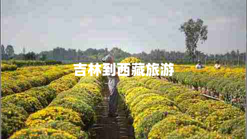 吉林到西藏旅游