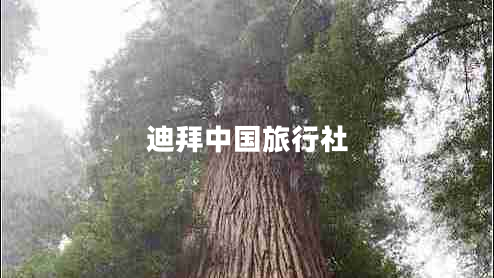 迪拜中國旅行社