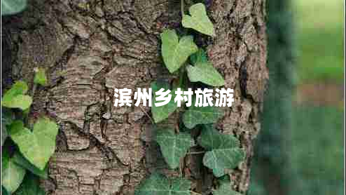 濱州鄉(xiāng)村旅游