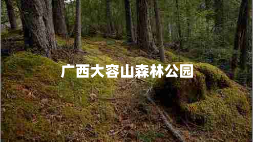 廣西大容山森林公園