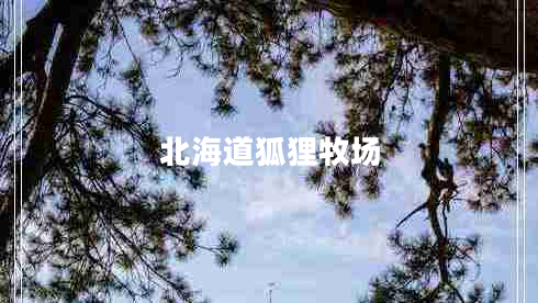 北海道狐貍牧場