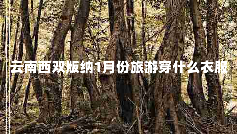 云南西雙版納1月份旅游穿什么衣服
