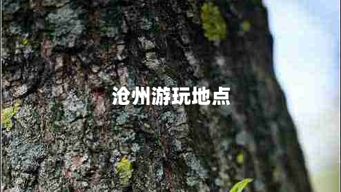 滄州游玩地點(diǎn) 滄州游玩地點(diǎn)