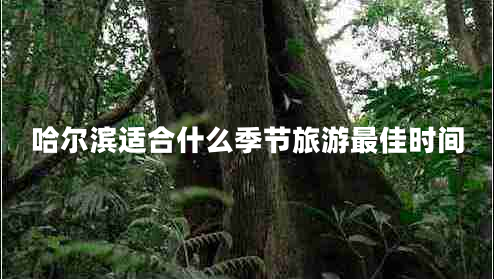 哈爾濱適合什么季節(jié)旅游最佳時(shí)間 哈爾濱適合什么季節(jié)旅游最佳時(shí)間