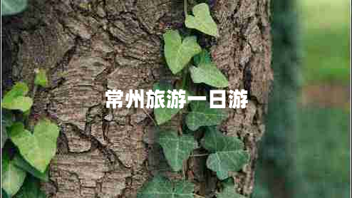 常州旅游一日游 常州旅游一日游