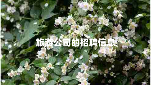 旅游公司的招聘信息 旅游公司的招聘信息