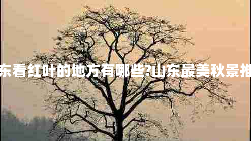 山東看紅葉的地方有哪些?山東最美秋景推薦