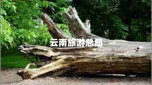 云南旅游總局