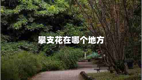 攀支花在哪個地方