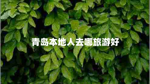 青島本地人去哪旅游好