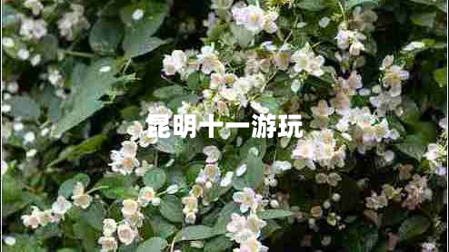 昆明十一游玩 昆明十一游玩