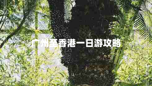 廣州至香港一日游攻略