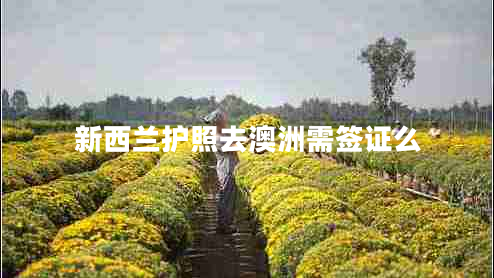 新西蘭護照去澳洲需簽證么