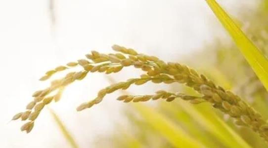 雜交水稻和普通水稻的區(qū)別