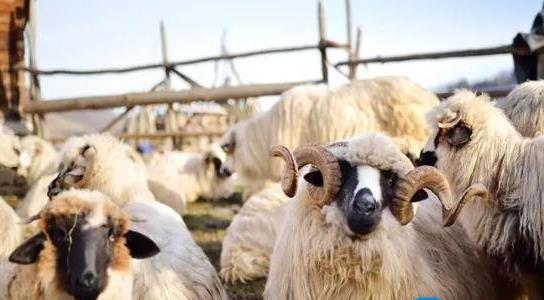 養(yǎng)殖業(yè)什么最賺錢農(nóng)村