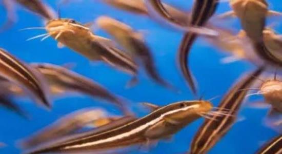 泥鰍養(yǎng)殖的成本利潤(rùn)