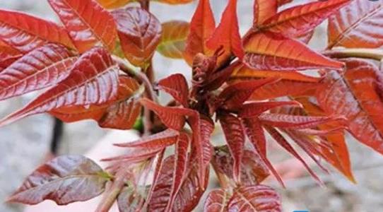 種植什么農(nóng)作物的利潤高