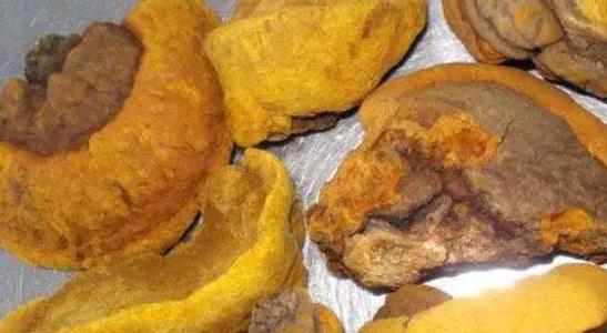 種植桑黃10平方要投資多少錢