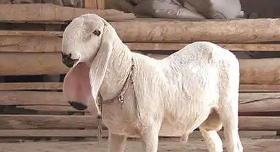 刀郎羊多少錢一只