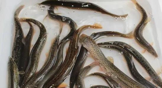 泥鰍養(yǎng)殖的成本利潤